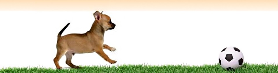 Exercise for a Diabetic Dogs