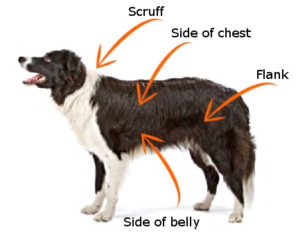 injection sites for diabetic dogs