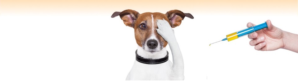 Insulin, Injections and Home Testing - Diabetic Dogs.